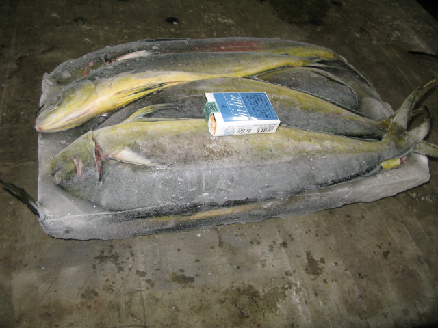 mahi