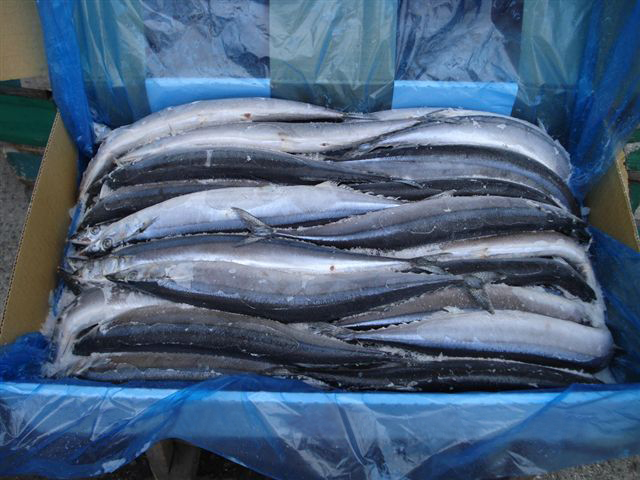 秋刀魚